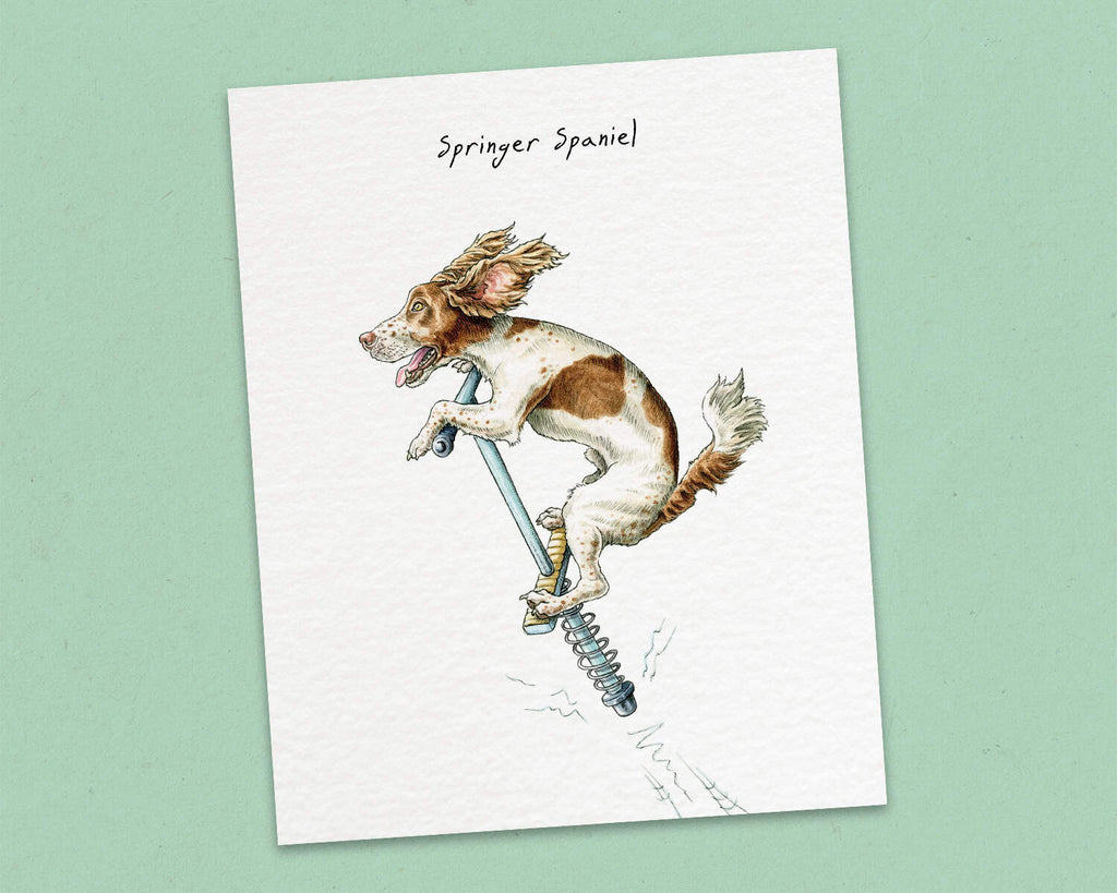 Springer Spaniel Print