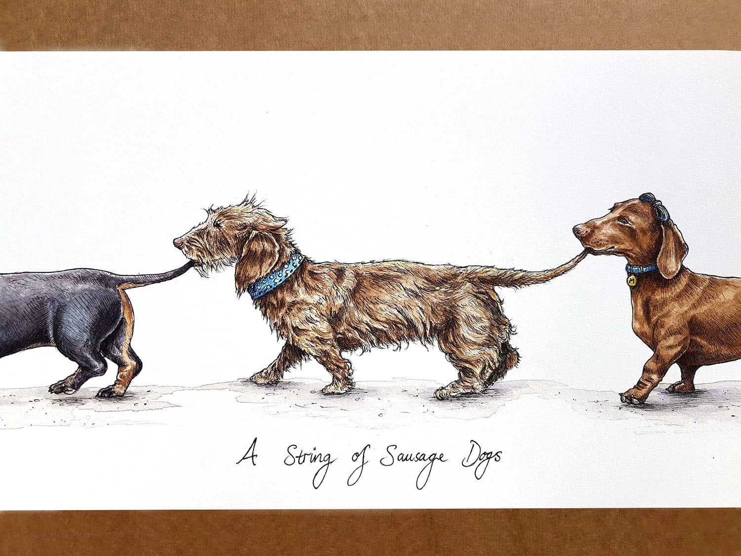 Picture of a wire haired dachshund in the middle of two other dachshunds who are all joined by their tails above text