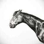 Black and white drawing of a horse’s head and neck on a white background
