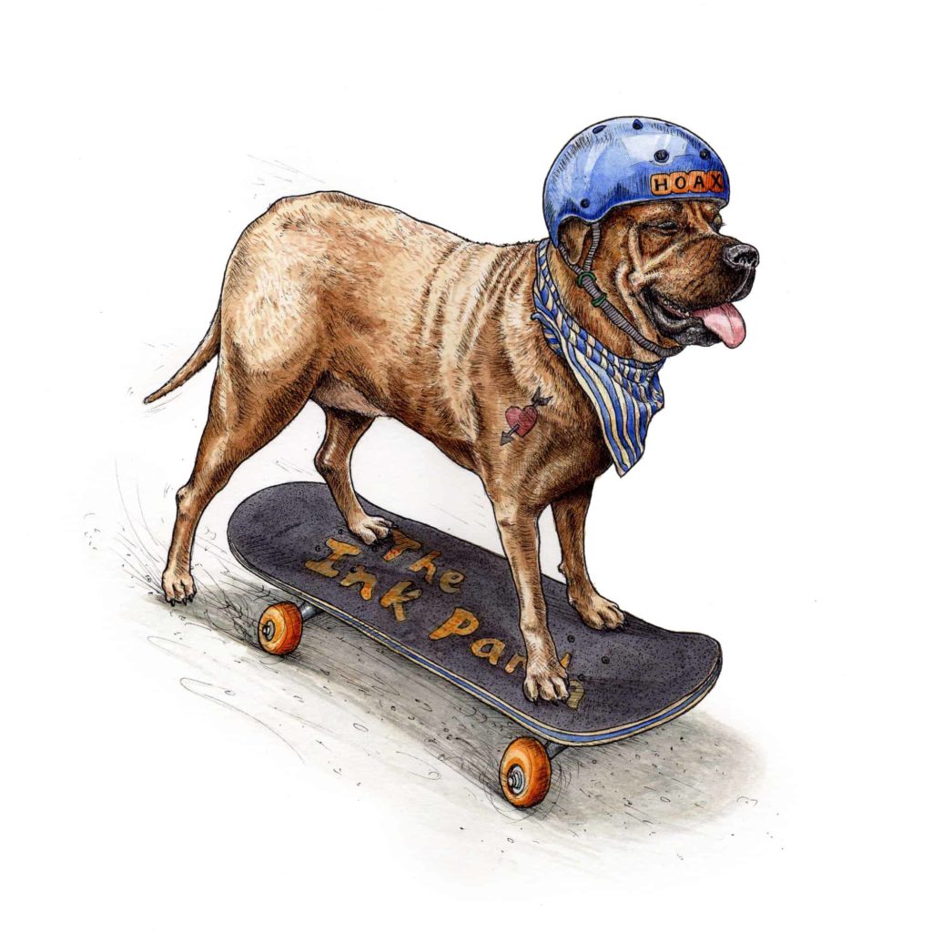 An original picture of a bullmastiff with a tattoo, blue helmet and striped dog bandana skateboarding on a white background