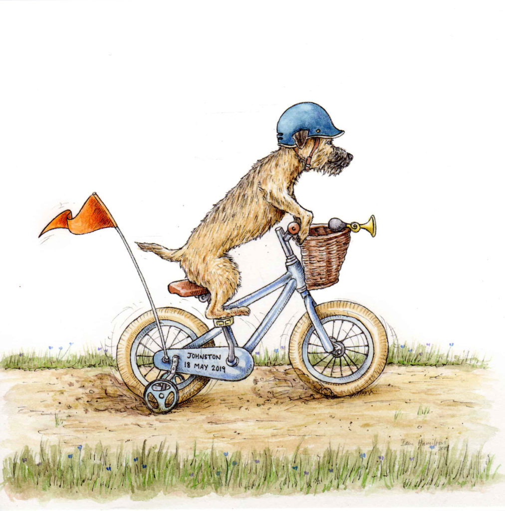 A commissioned original picture of a border terrier riding his bike on a track on a white background