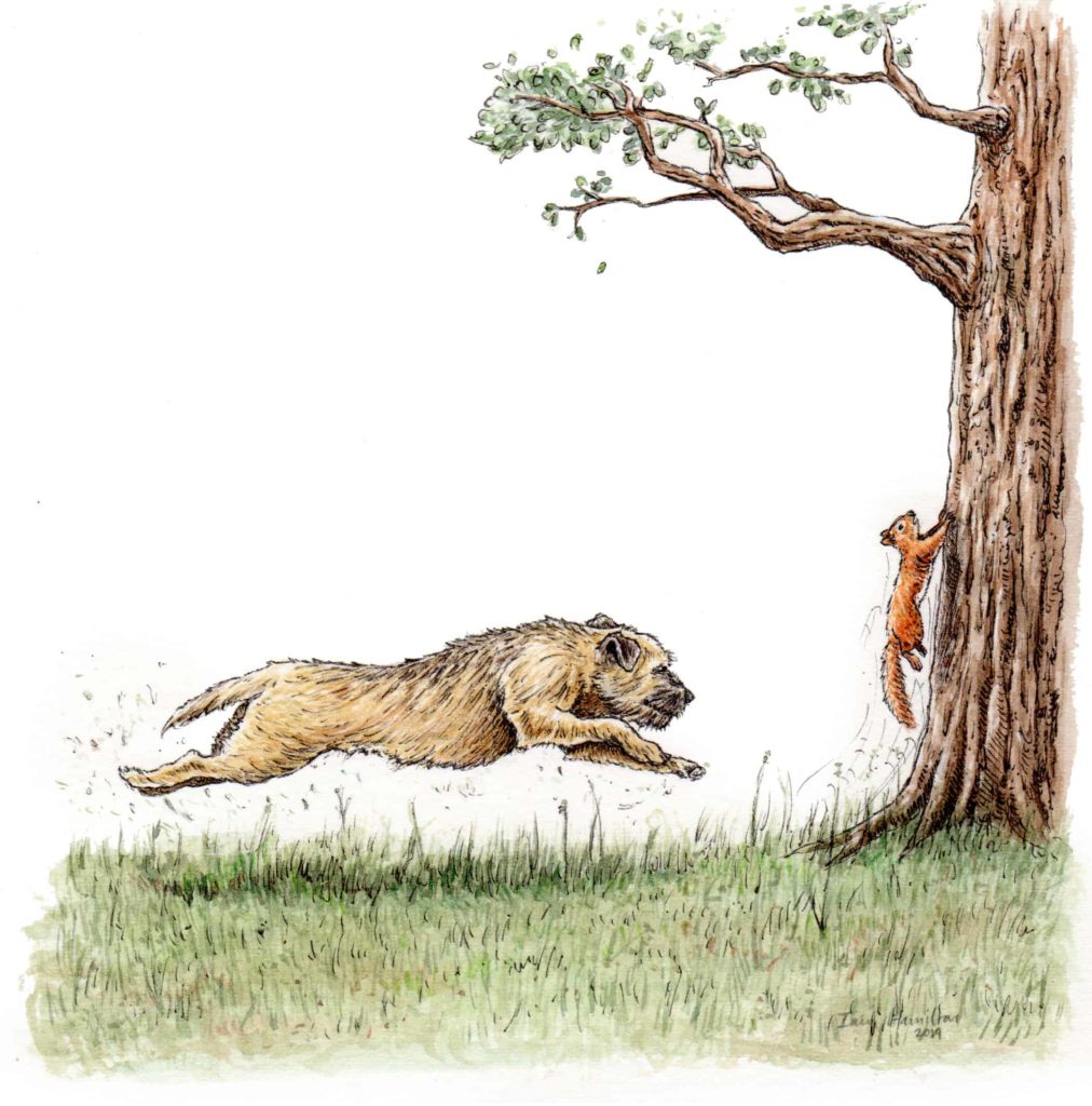 Original commissioned picture of a border terrier sprinting across the grass towards a squirrel who is running up a tree