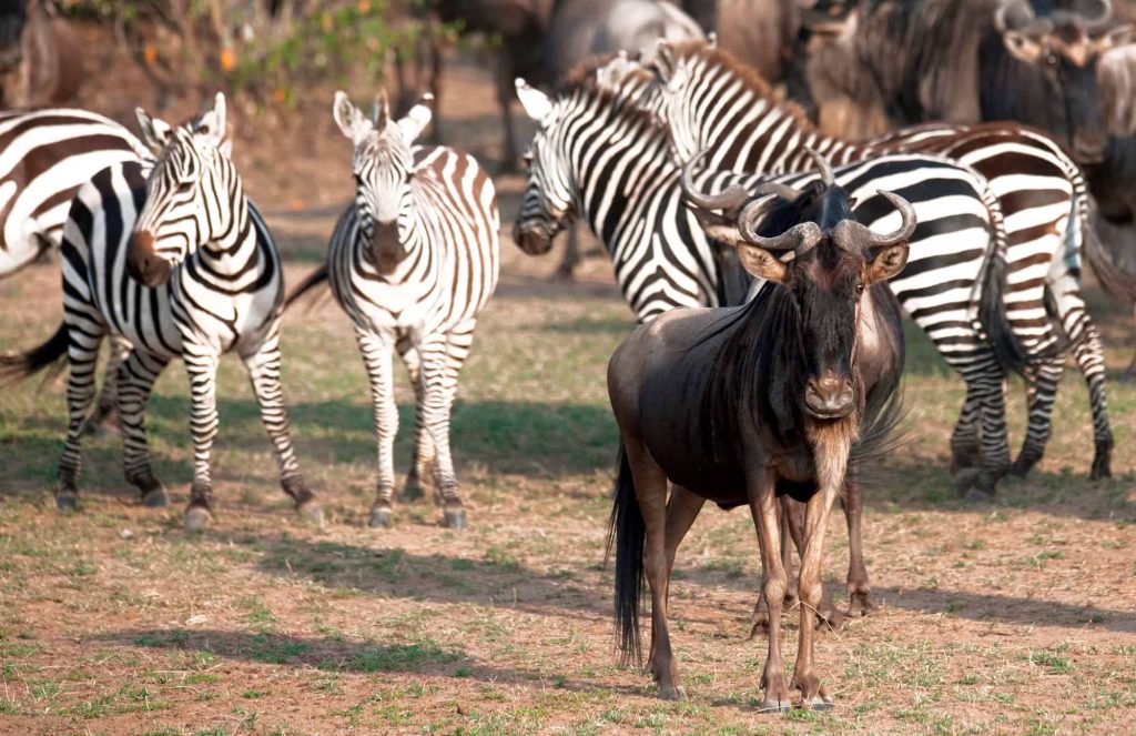This image has an empty alt attribute; its file name is Zebra-and-wildebeest-1024x663.jpg