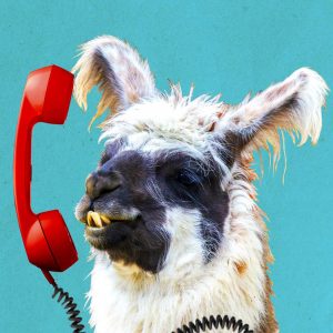 alpaca on phone