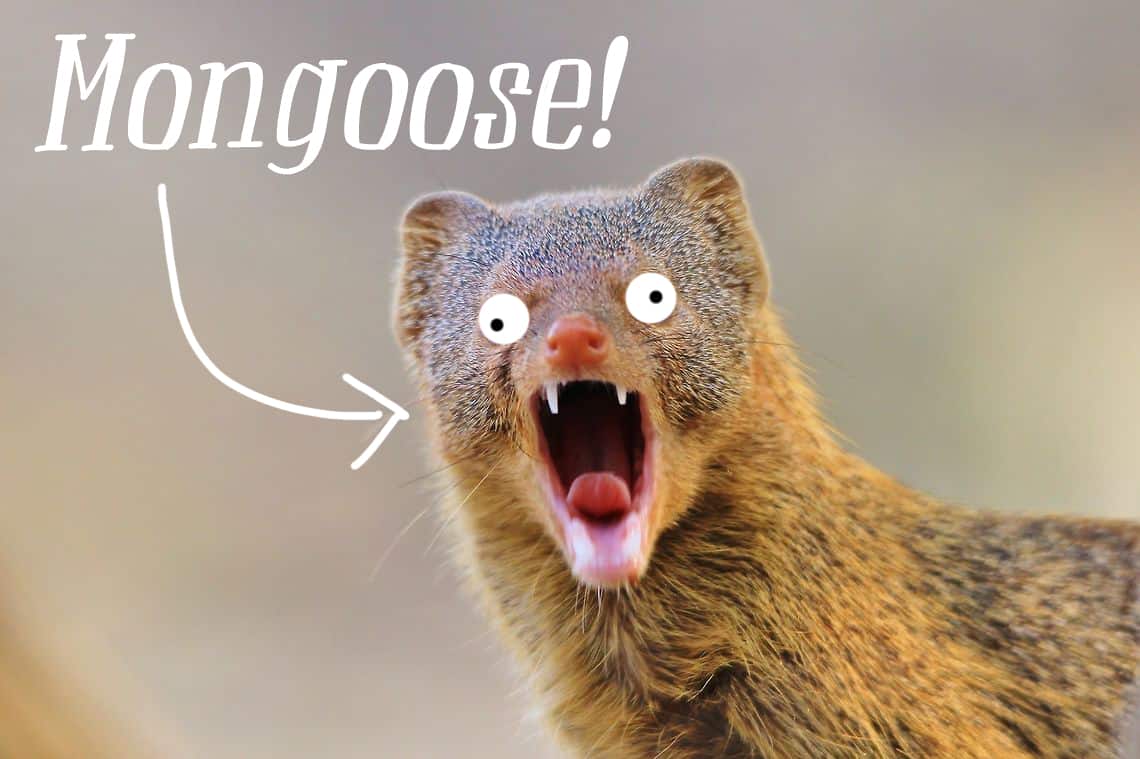 Could YOU be our new Marketing and Media Mongoose?