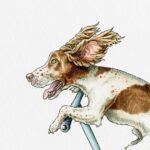 Springer Spaniel Print - Image 4